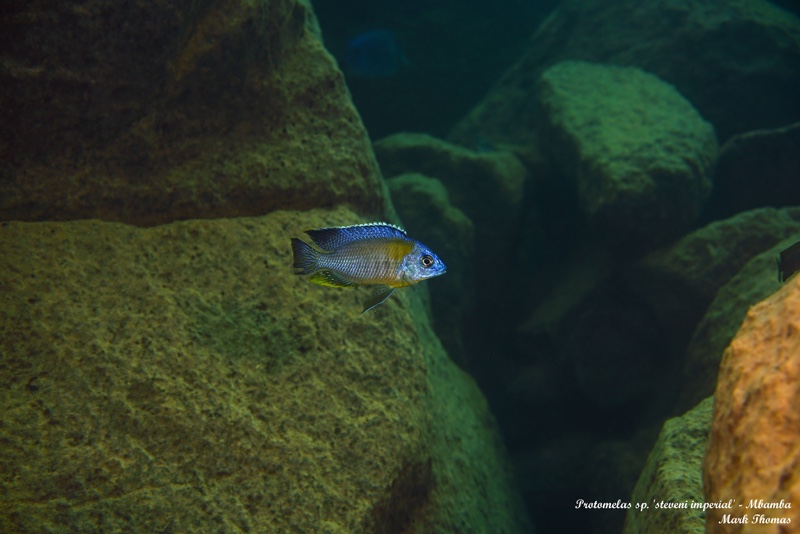 Protomelas sp. 'steveni imperial' Mbamba